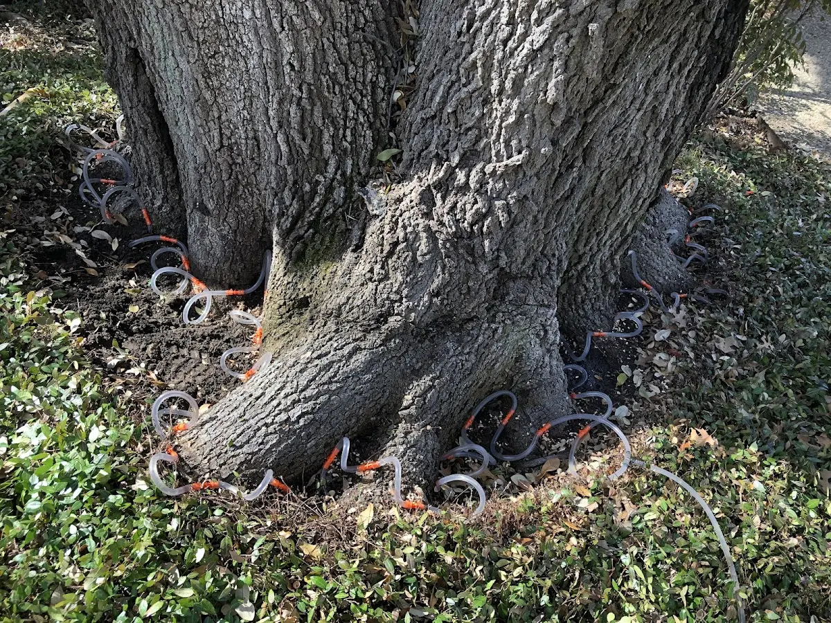 Detailed Tree Cabling and Bracing job site in Hope